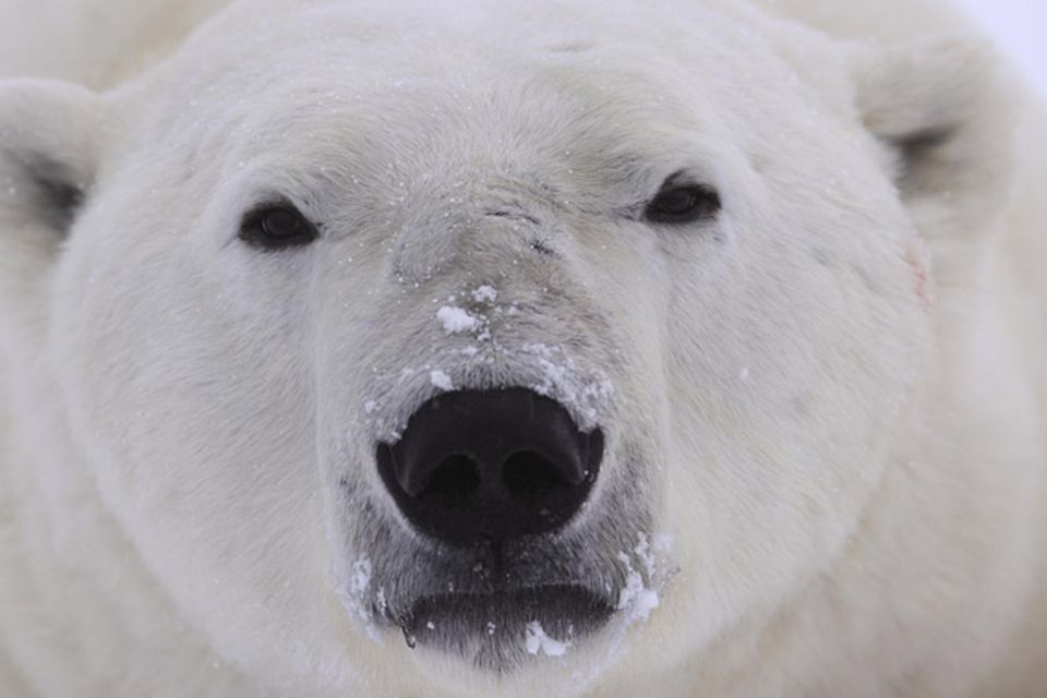 Tierschutz: Fotostrecke: Eisbären schützen