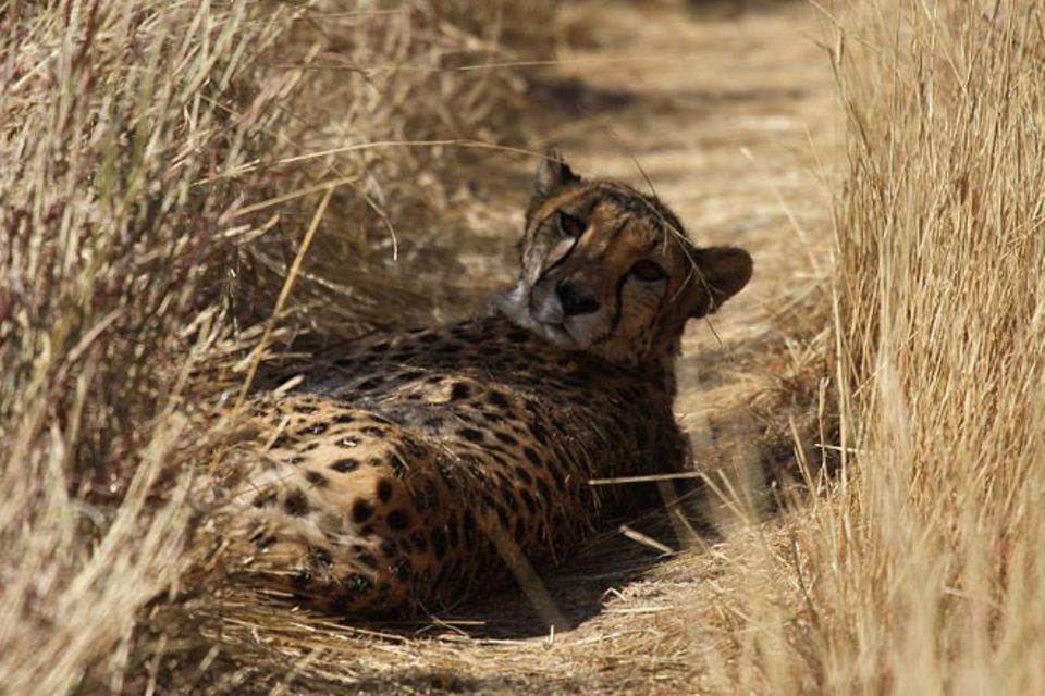 Tierschutz: Fotostrecke: Gefährdete Geparden