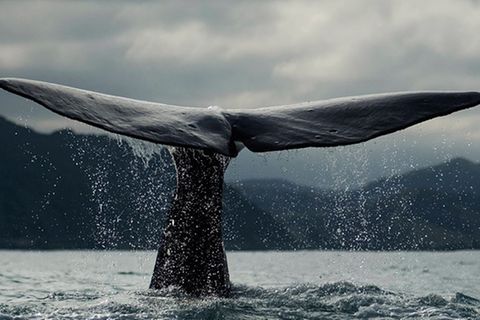 Tierschutz: Wale - bedrohte Giganten