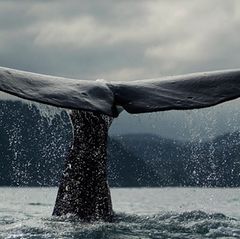 Tierschutz: Wale - bedrohte Giganten