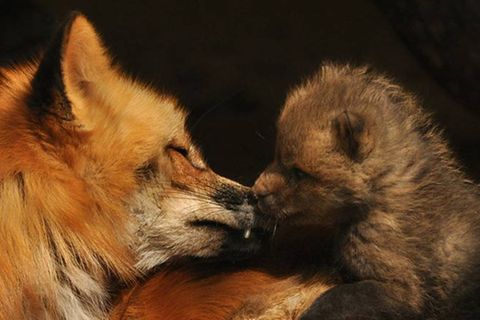 Wildtiere: Wieso Füchse zu Unrecht gejagt werden