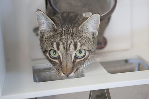 Tiernahrung: Es ist angerichtet!