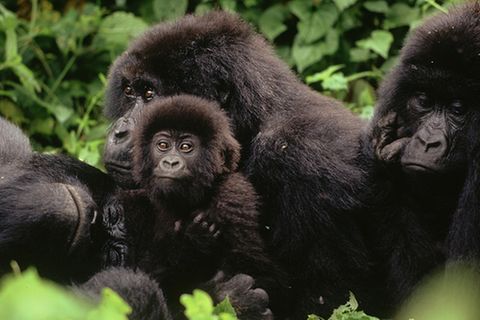 Affen: Berggorillas: Es werden wieder mehr
