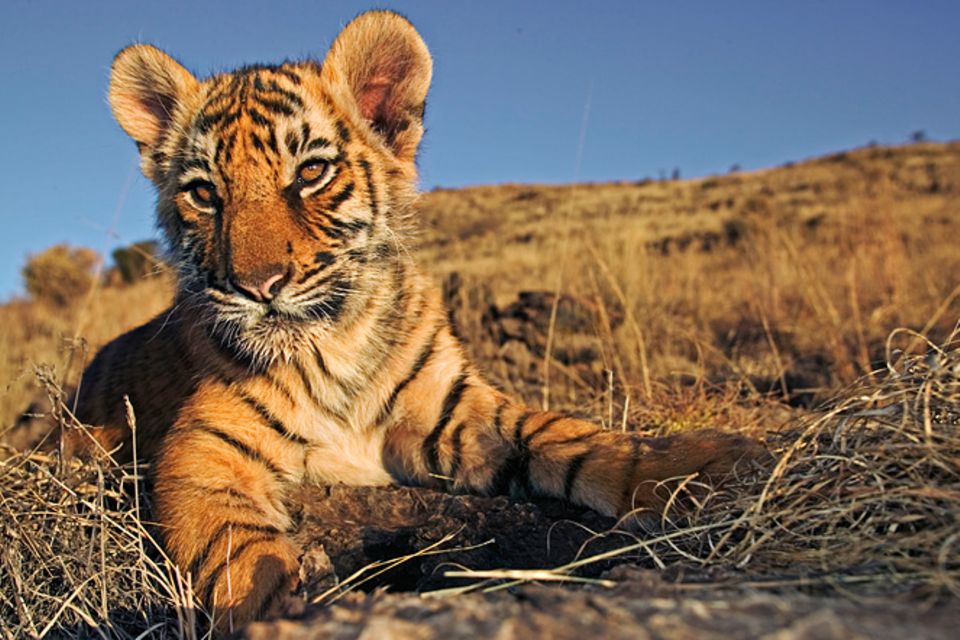 Tiger: Bedrohte Jäger