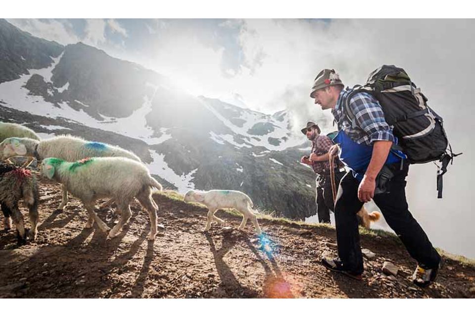 Mit 2000 Schafen über die Alpen