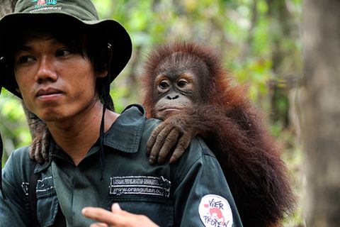 Tierschutz: Orang-Utans: Zurück in die Freiheit