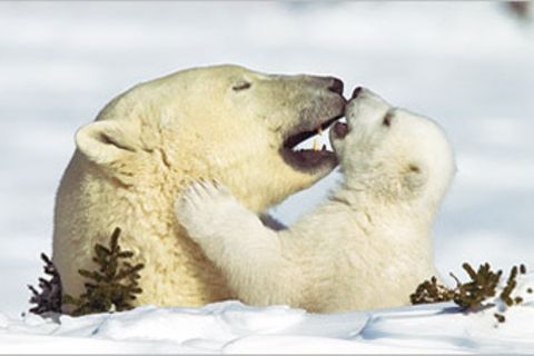 Fotostrecke Eisbären: Familienglück im Schnee
