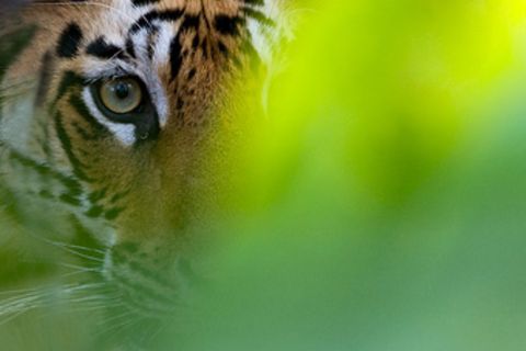 Fotogalerie: Indischer Tiger - König des Dschungels