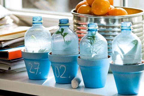 Upcycling: Flaschen-Gewächshaus