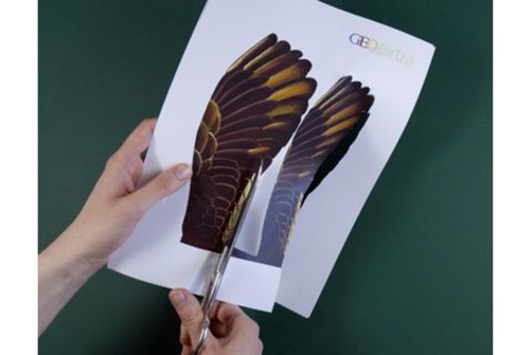 Bauanleitung: Flugsaurier