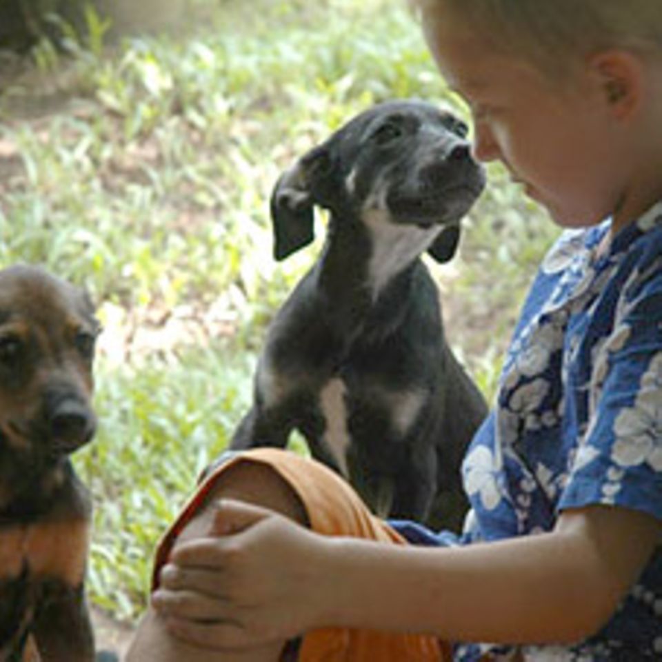 Fidschi-Tagebuch Teil 3: Drei Hunde sind besser als einer