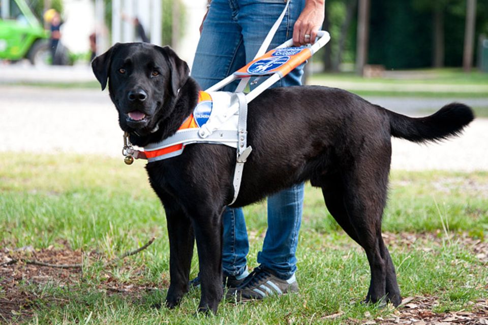 Hunde: Blindenhunde: Gespann mit guter Führung