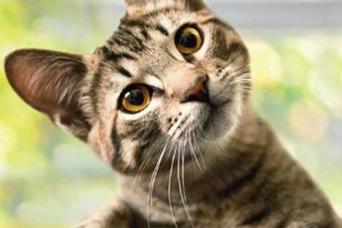 Katzen: Katzensprache verstehen