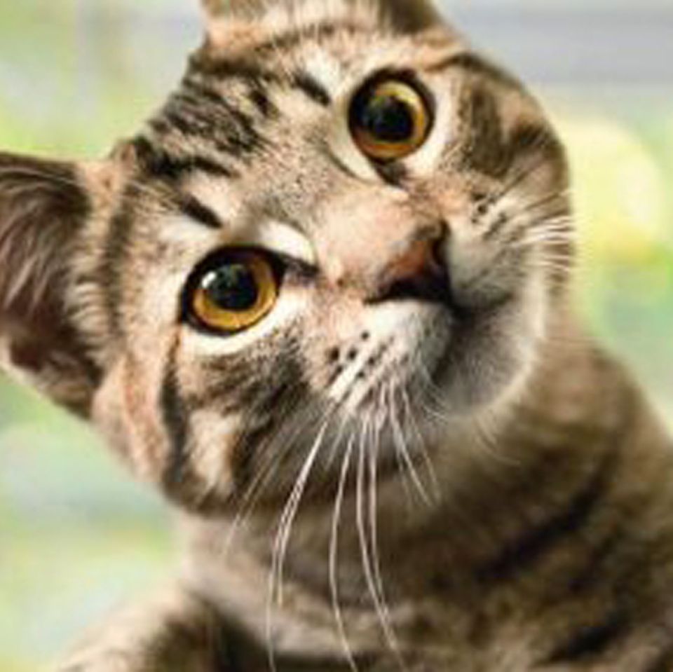 Katzen: Katzensprache verstehen