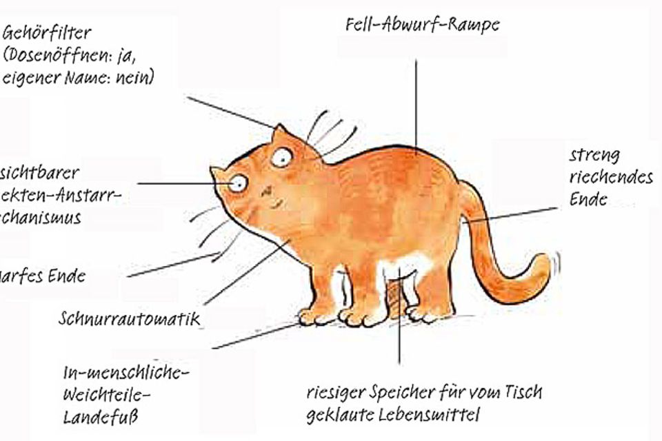 Buchtipp: Katze - Deutsch/ Deutsch - Katze