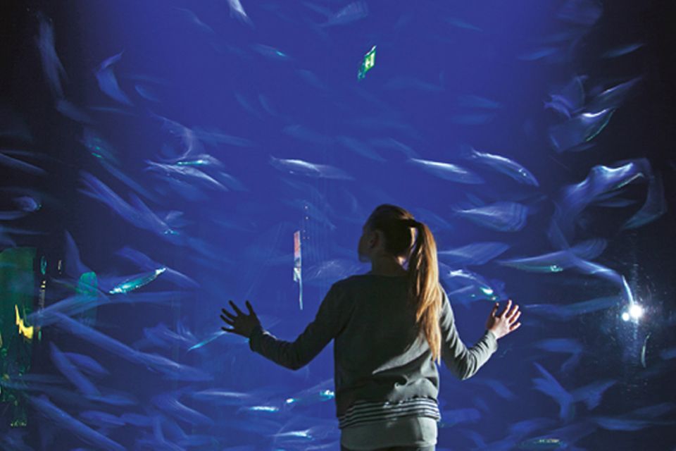 Fische: Hinter den Kulissen: im Meeresmuseum