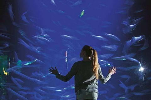 Fische: Hinter den Kulissen: im Meeresmuseum