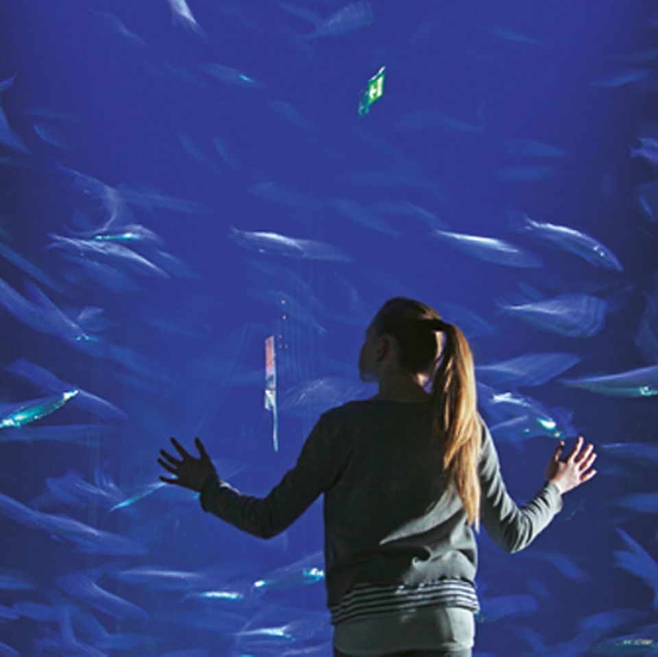 Fische: Hinter den Kulissen: im Meeresmuseum