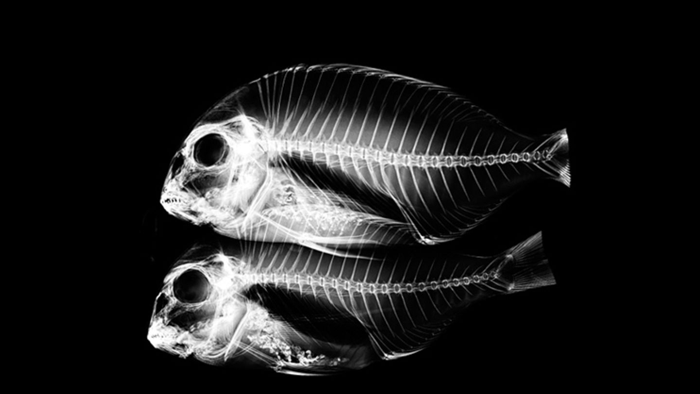 X ray fish фото