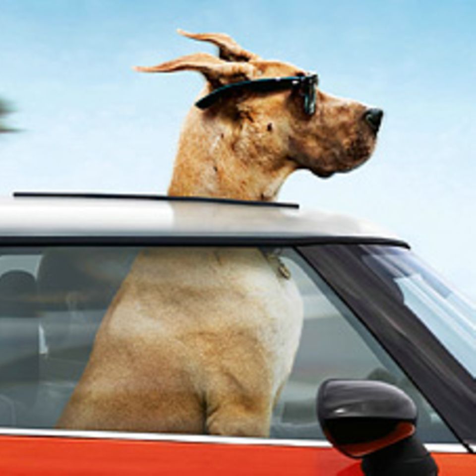 Kinotipp: Marmaduke