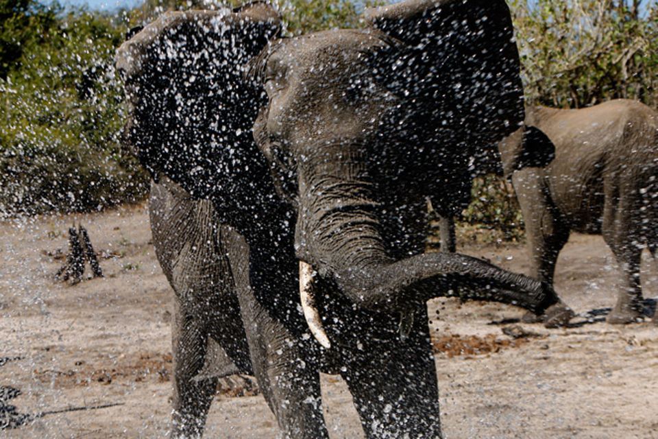 Kino: Kinotipp: African Safari 3D
