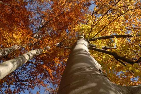 Kinotipp: Das grüne Wunder - Unser Wald