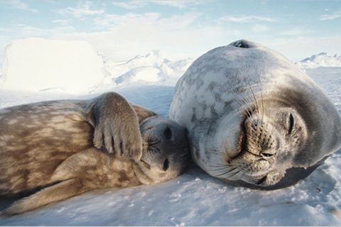 Naturfilm: Tierdoku: "Unser Leben"