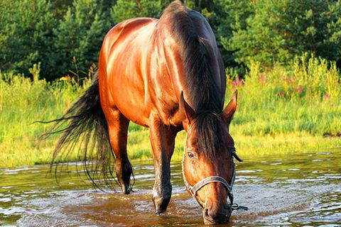 Redewendung: Saufen wie ein Pferd