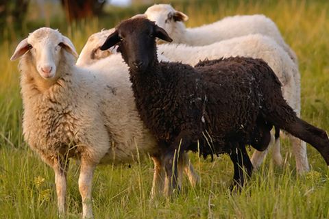 Redewendung: Das schwarze Schaf sein