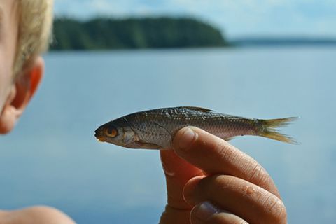 Redewendung: Sich wie ein Backfisch benehmen