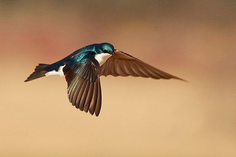 Redewendung: Eine Schwalbe macht noch keinen Sommer