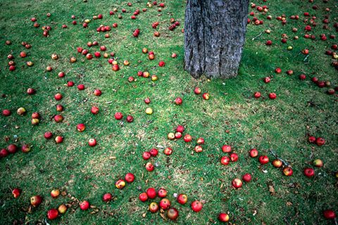 Redewendung: Der Apfel fällt nicht weit vom Stamm