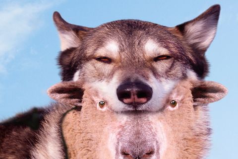 Redewendung: Wolf im Schafspelz
