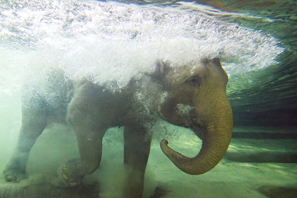 Redewendung: Ein Gedächtnis wie ein Elefant haben