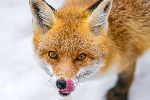 Redewendung: Schlau wie ein Fuchs