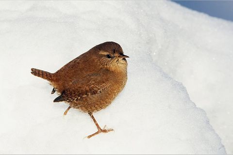 Redewendung: Sich freuen wie ein Schneekönig