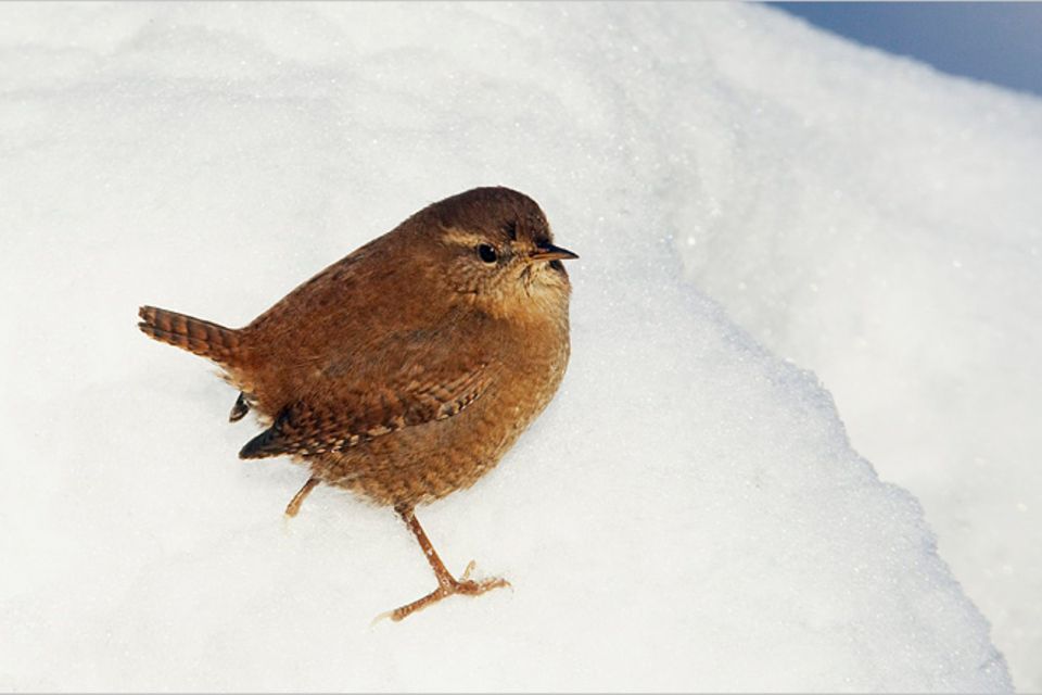 Redewendung: Sich freuen wie ein Schneekönig