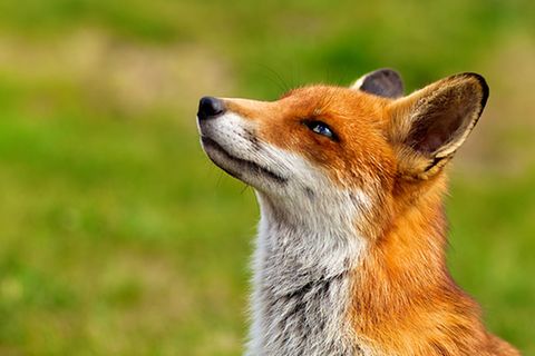 Redewendung: Dem Fuchs hängen die Trauben zu hoch