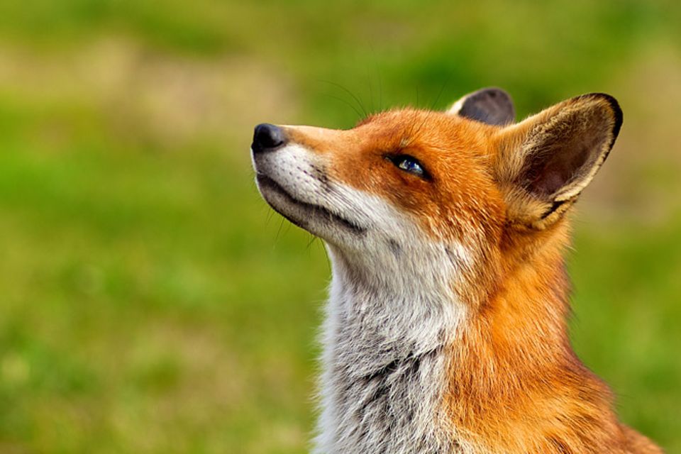Redewendung: Dem Fuchs hängen die Trauben zu hoch