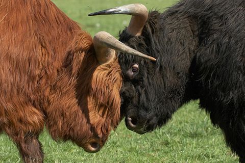 Redewendung: Sich die Hörner abstoßen