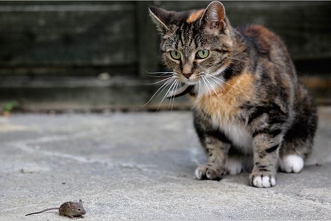 Redewendung: Die Katze lässt das Mausen nicht
