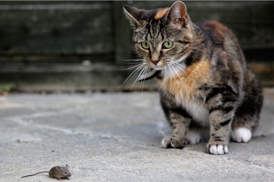 Redewendung: Die Katze lässt das Mausen nicht