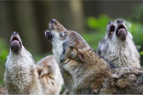 Redewendung: Mit den Wölfen heulen