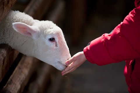 Redewendung: Wie ein Lamm, das zur Schlachtbank geführt wird
