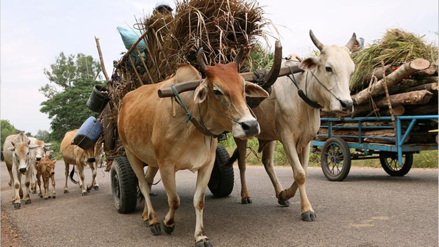 Redewendung Einmal Hu Und Einmal Hott Sagen Geolino