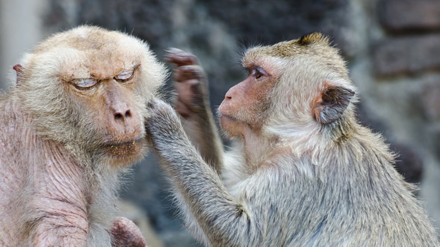 Mich laust der Affe Redewendung [GEOLINO]