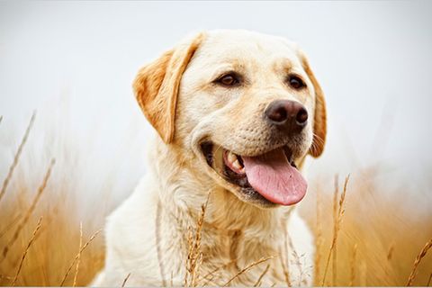 Redewendung: Da wird der Hund in der Pfanne verrückt