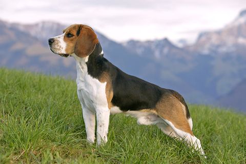 Redewendung: Aufpassen wie ein Schießhund
