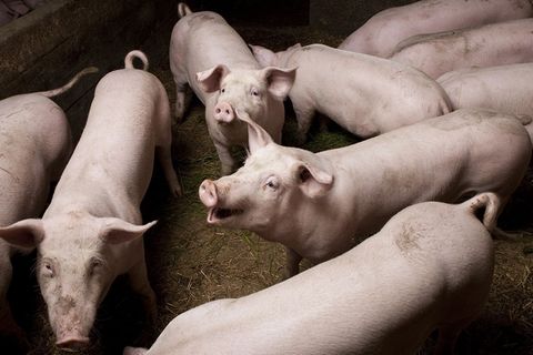 Redewendung: Perlen vor die Säue werfen