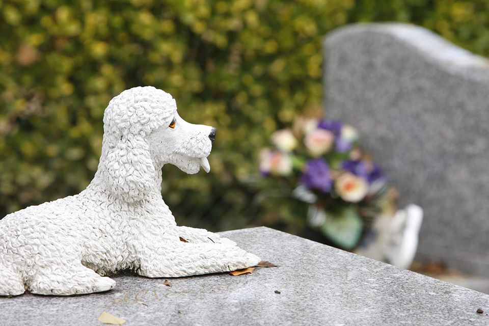 Redewendung: Da liegt der Hund begraben